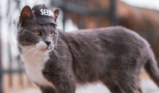 Chama perdona los crímenes de lesa humanidad de su gato por ser tan cuchi
