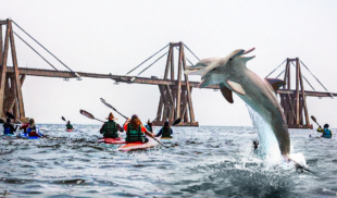 Turistas llegan al Lago de Maracaibo para experimentar el nado con delfines mutantes de 3 cabezas
