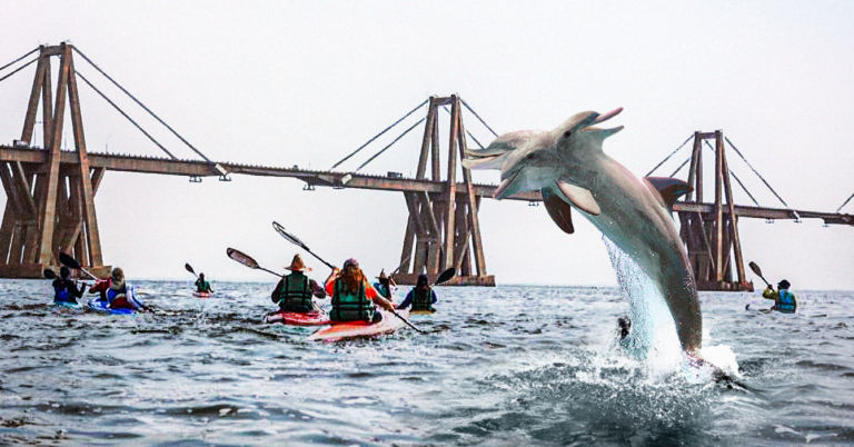 Turistas llegan al Lago de Maracaibo para experimentar el nado con delfines mutantes de 3 cabezas