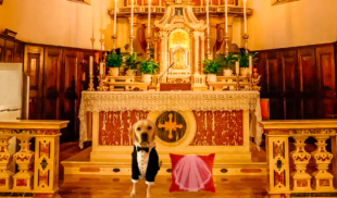 Venezuela aprueba el matrimonio perro - cojín