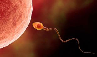 Óvulo venezolano se rehúsa a ser fecundado por espermatozoide sin pasaporte europeo
