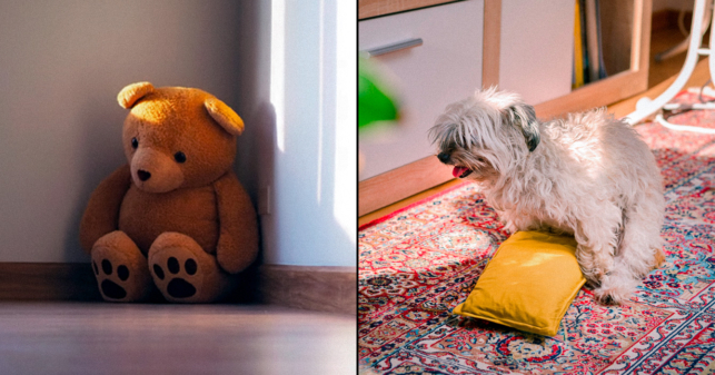 Peluche devastado al descubrir que perro tiene otra familia con el cojín