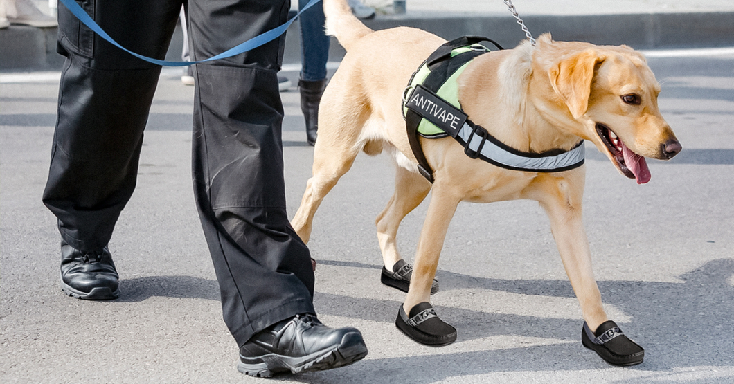 Perro anti-vape empieza a usar mocasines
