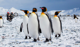 Pingüinos preocupados por presencia del Tren de Aragua en la Antártida