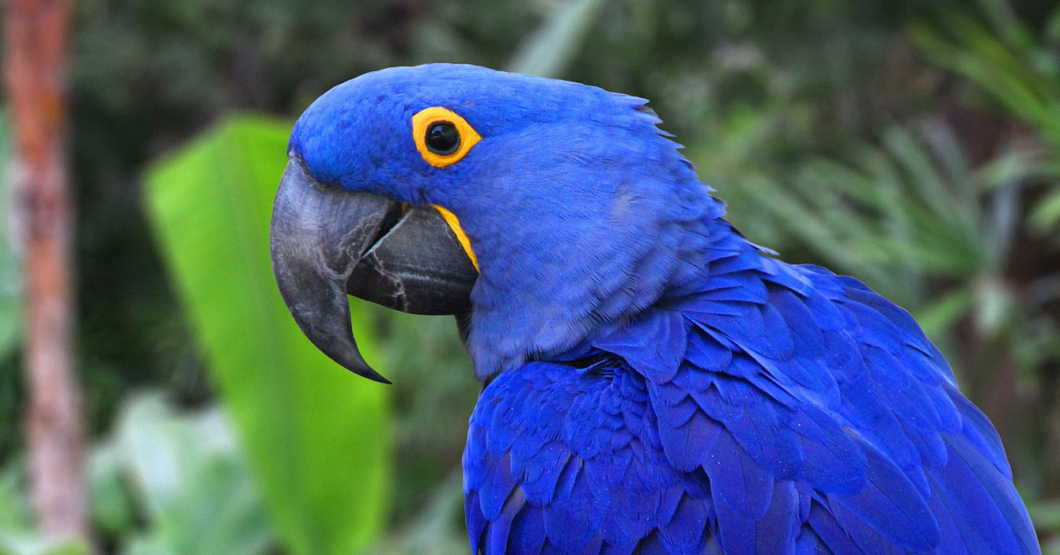 Guacamaya pide asilo