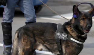 ICE entrena perros anti-FreeCover para redadas contra migrantes