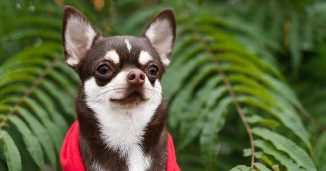 Perro aprende a decir "mamá" para que la abuela deje de pedir nietos