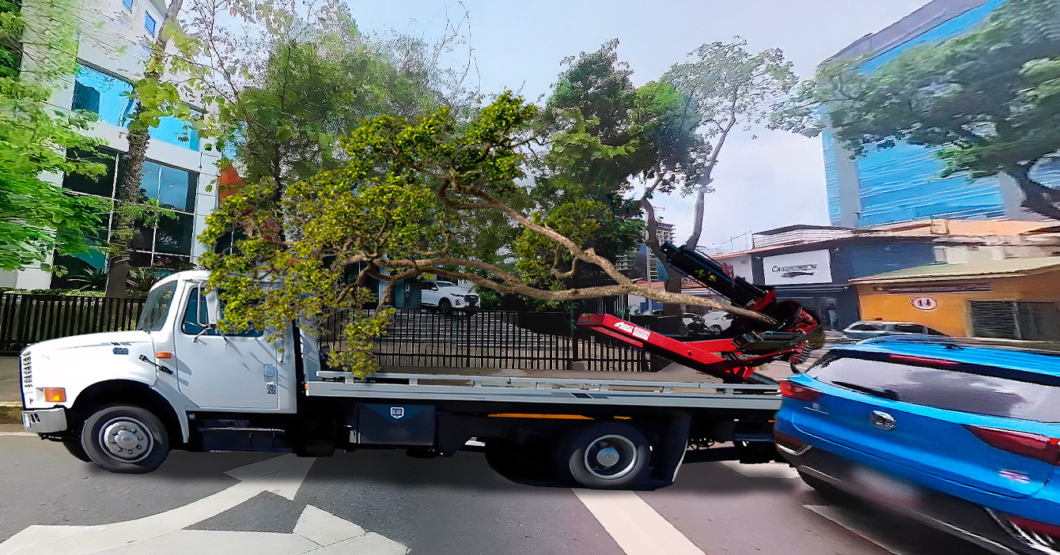 Alcaldía remolca árbol mal estacionado