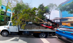 Alcaldía remolca árbol mal estacionado