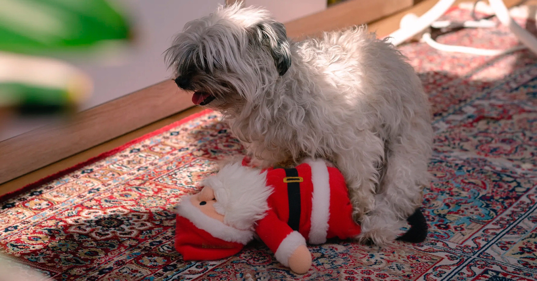 Perro se divorcia de cojín para iniciar aventura con peluche de Santa