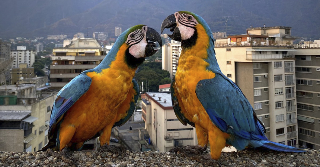 Guacamayas suspenden sus vuelos a Venezuela