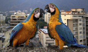 Guacamayas suspenden sus vuelos a Venezuela