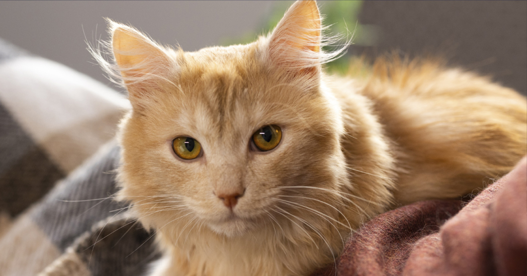 Gato jura la destrucción de señor que le da comida, cariños y un hogar