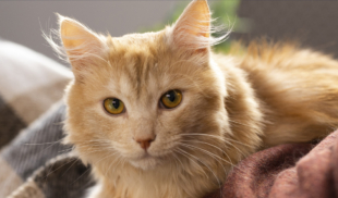 Gato jura la destrucción de señor que le da comida, cariños y un hogar
