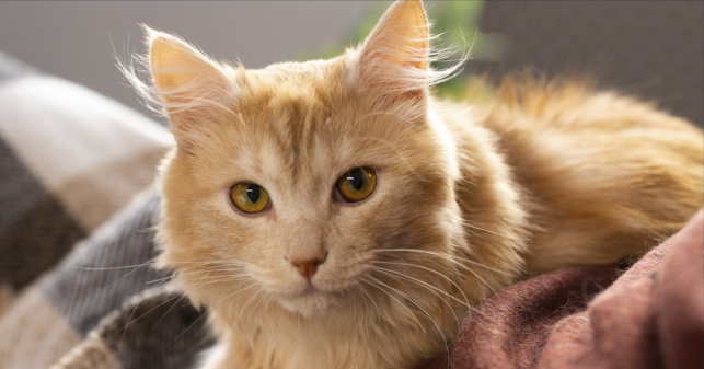 Gato jura la destrucción de señor que le da comida, cariños y un hogar