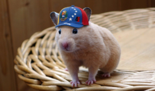 Destituyen a hámster de Maduro del Ministerio de Salud