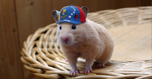 Destituyen a hámster de Maduro del Ministerio de Salud