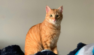 Gato maúlla porque tiene hambre o porque no logra silenciar las voces en su cabeza que le piden destruir la casa