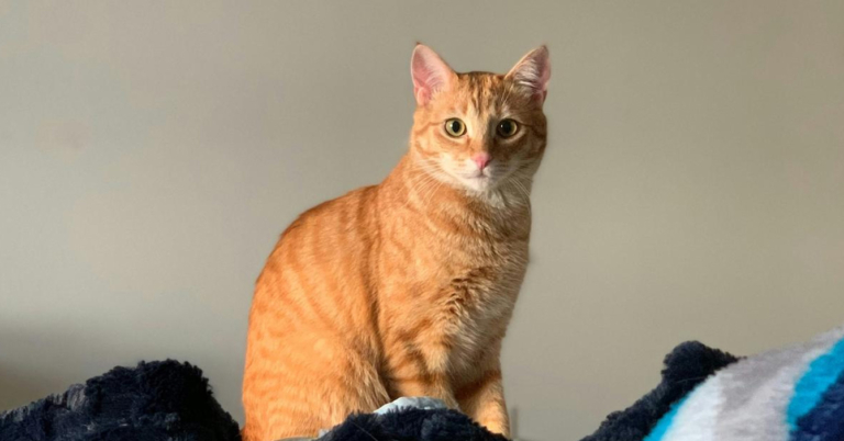 Gato maúlla porque tiene hambre o porque no logra silenciar las voces en su cabeza que le piden destruir la casa