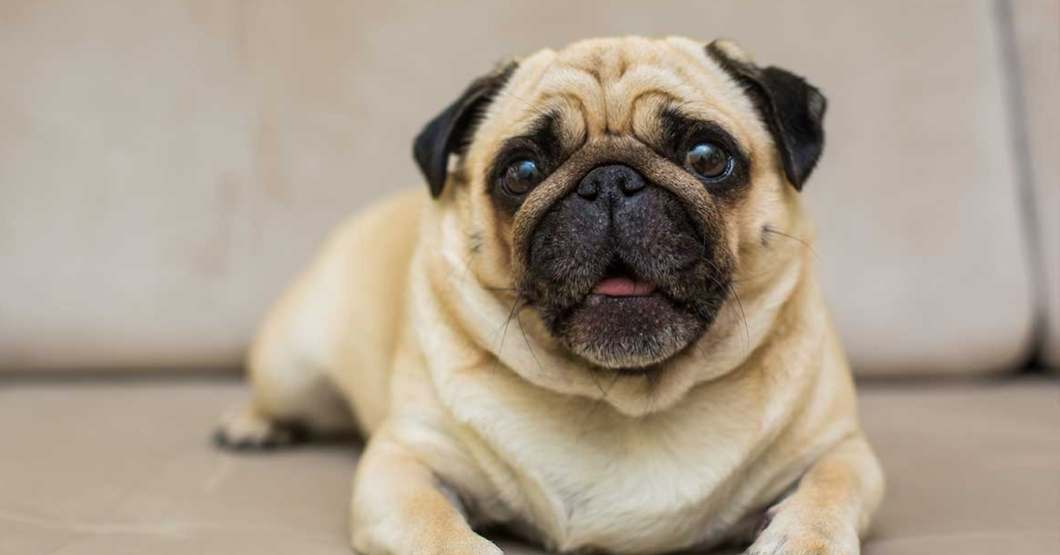 Familia observa a adorable pug mientras se asfixia