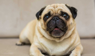 Familia observa a adorable pug mientras se asfixia